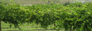 lakeridge winery & Vineyards